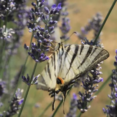 Apartman Susica 8265a *