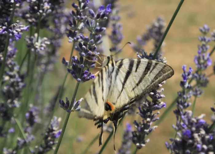 Apartman Susica 8265a *